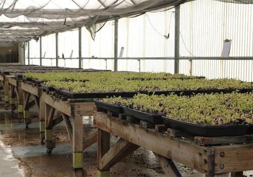 Plants in a greenhouse